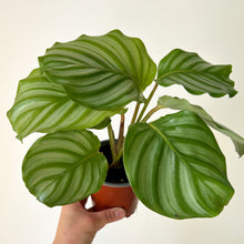 Load image into Gallery viewer, Calathea Orbifolia 4” pot
