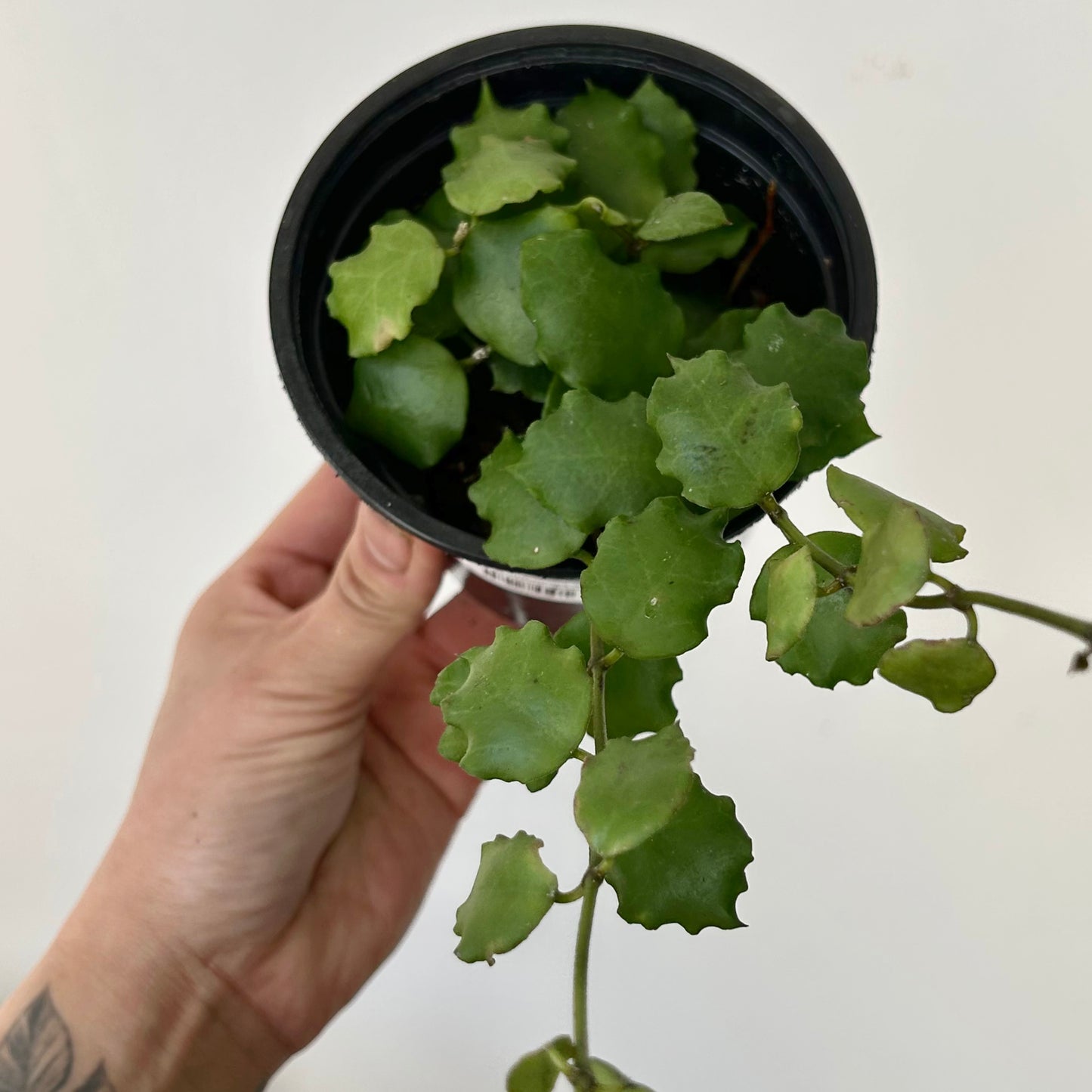 Hoya Endauensis 4”pot