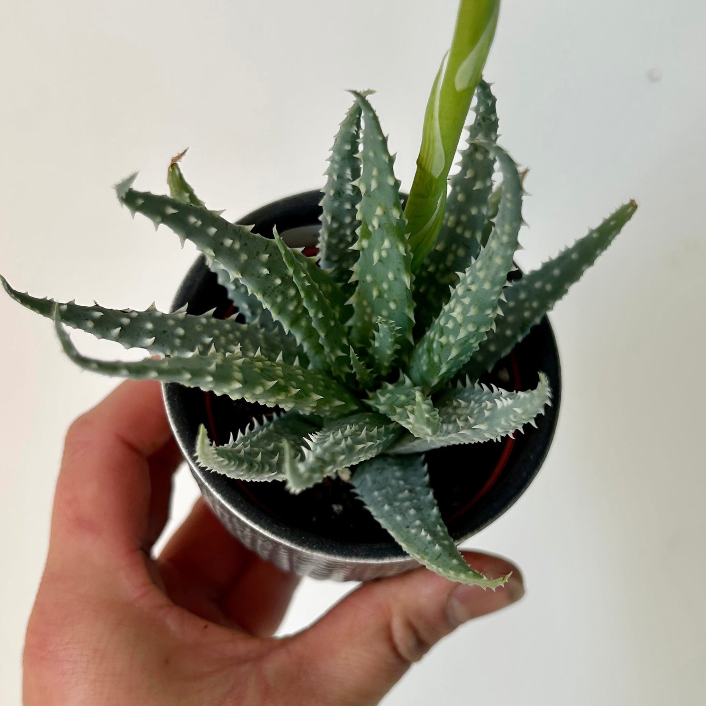 Spider Aloe (humilis) 2.5” pot