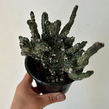 Load image into Gallery viewer, Crested Monvillea spegazzinii 4”pot
