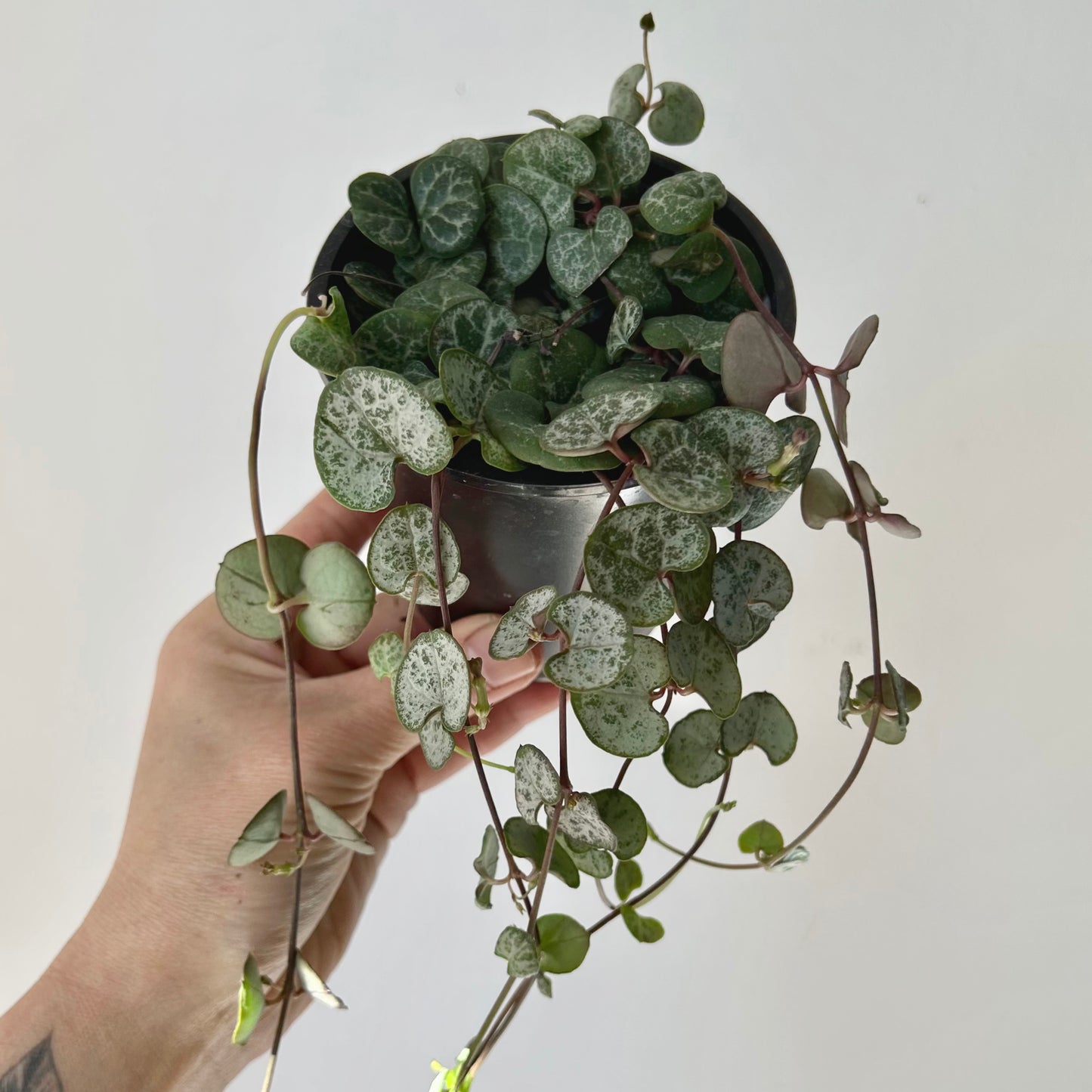 String of Hearts (Ceropegia) 3.5” pot