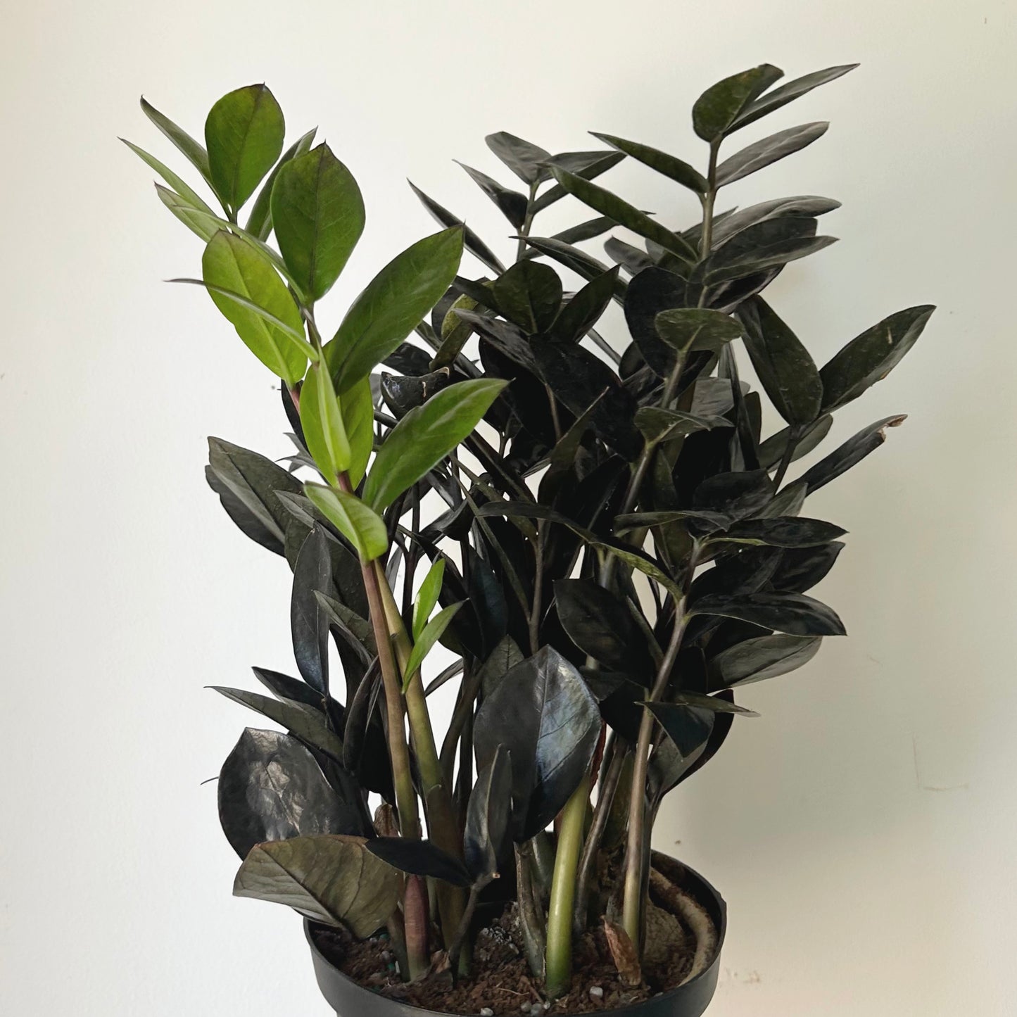 Black ZZ “Raven” (Zamioculcas zamiifolia) approximately 22inches tall in 6" pot