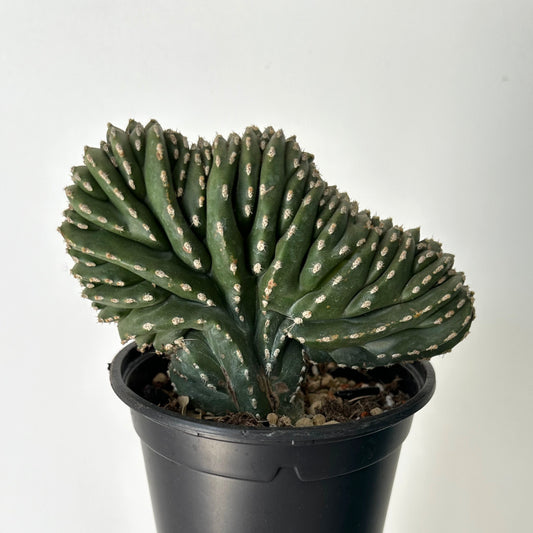 Marginatocereus Marginatus Crested 4.5”pot