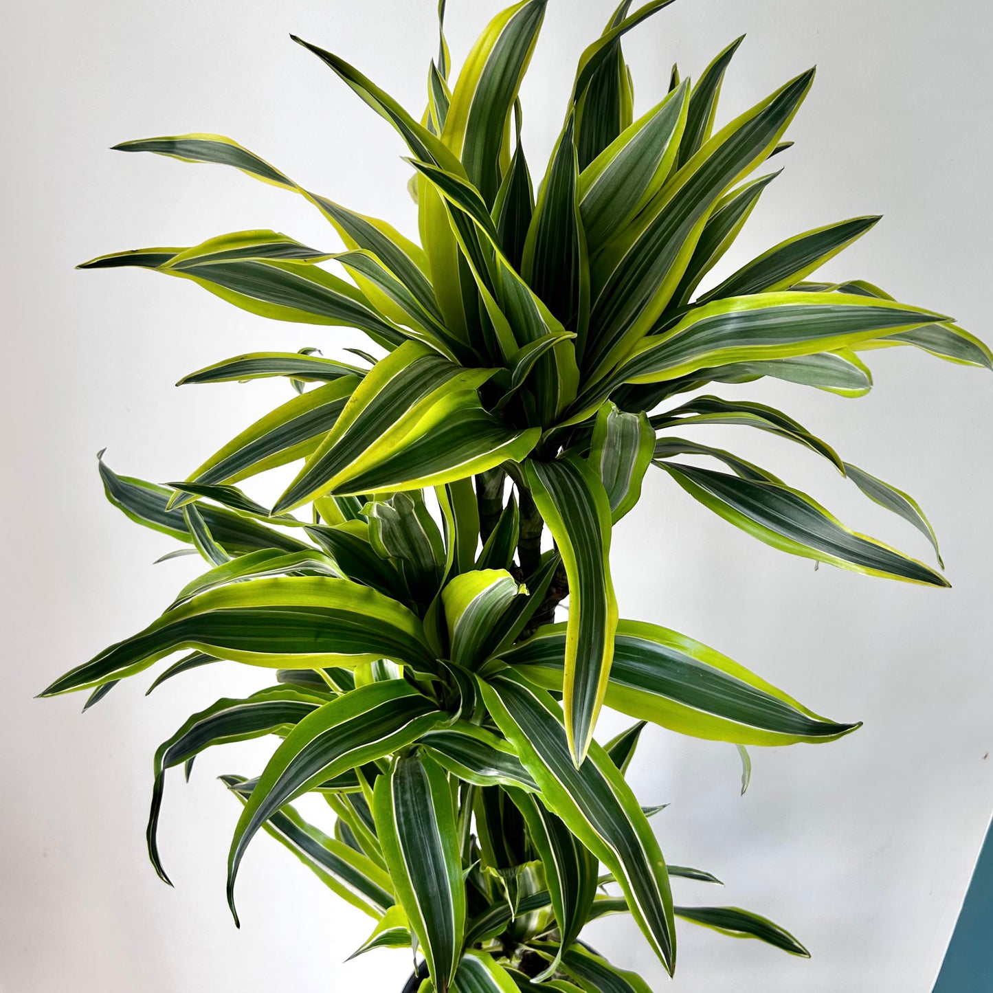 Dracaena fragans Cane ‘Lemon Lime’ approximately 3 ft tall in 8” pot