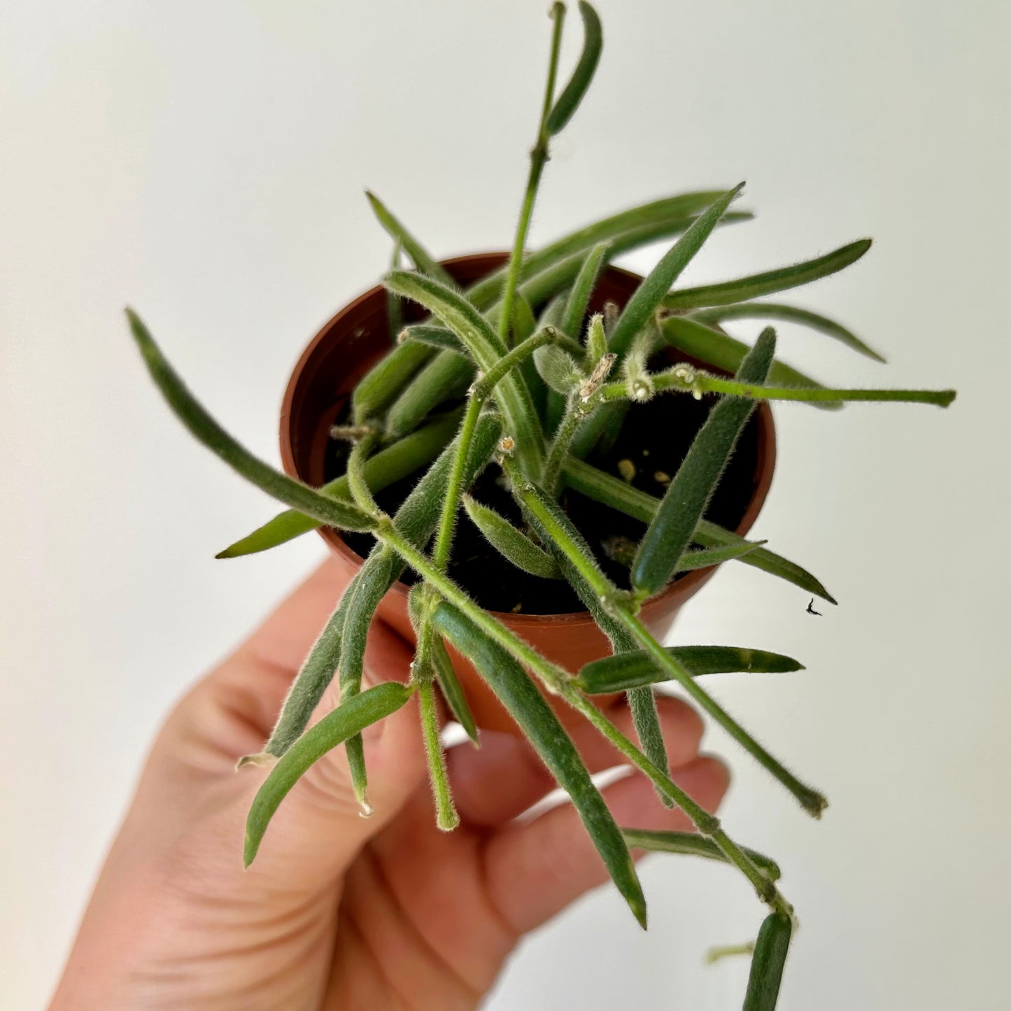Hoya Lineris 2.5”pot