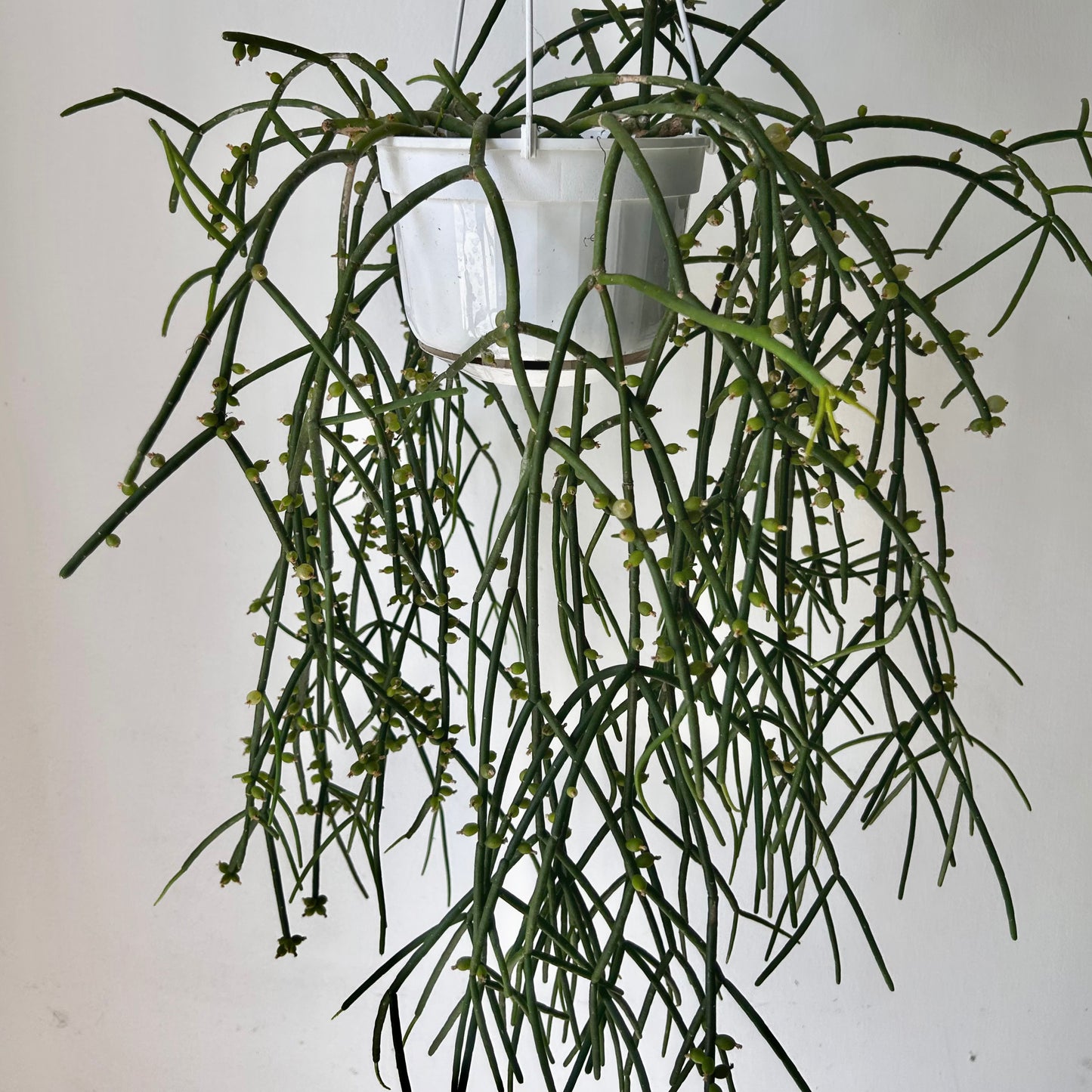 Rhipsalis shaferi 6” hanging basket