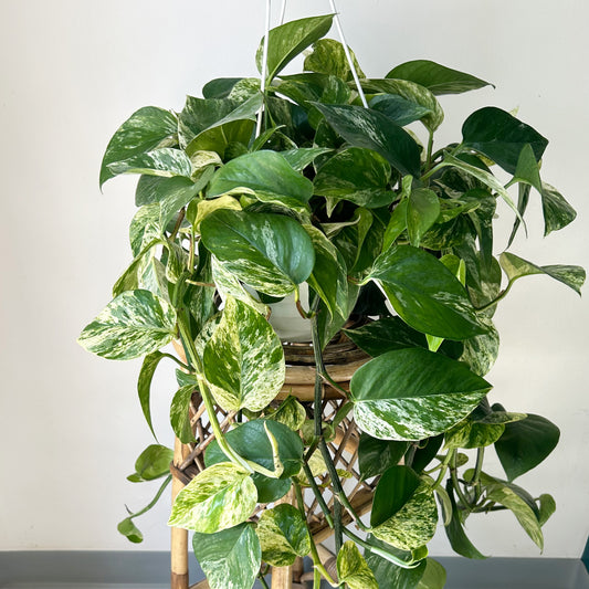 Pothos Marble Queen 8” pot