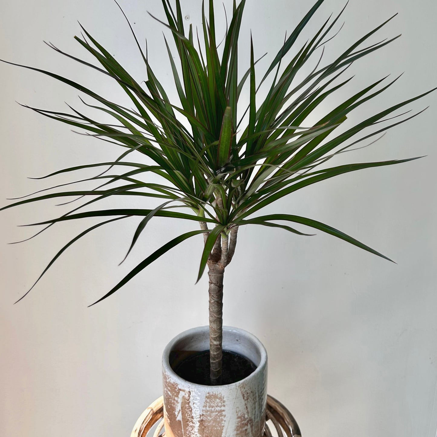 Dragon Tree (Dracaena Marginata) approximately  2.5ft tall in 6” pot