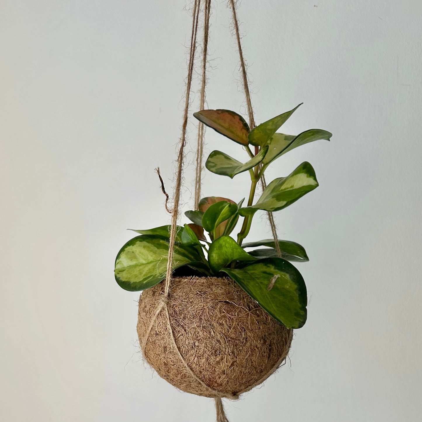 Suspended Kokedama Sphere (Plant included)