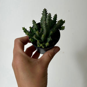 Orbea Mimima 2.5” pot