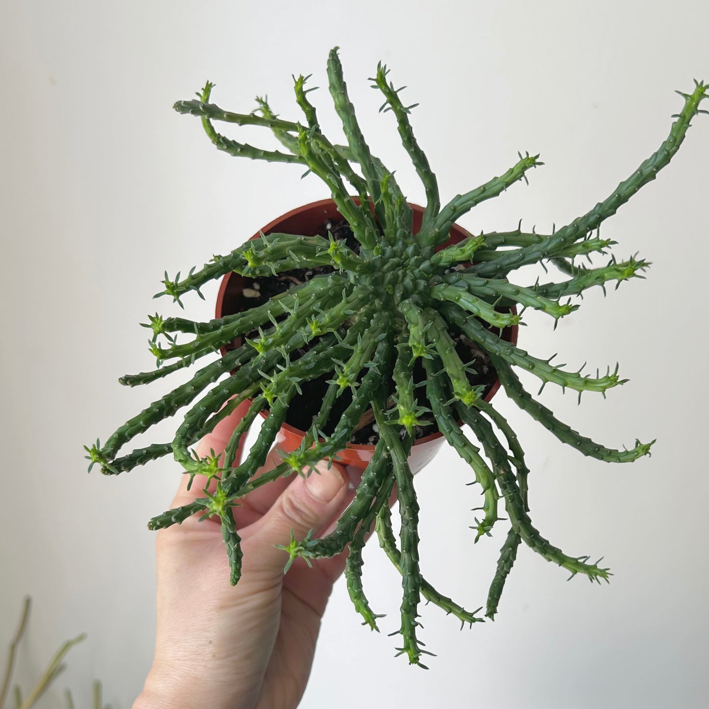 Euphorbia “Medusa’s Head” (Flanaganii) 4” pot