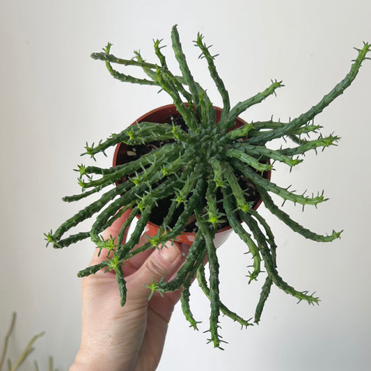 Euphorbia “Medusa’s Head” (Flanaganii) 4” pot