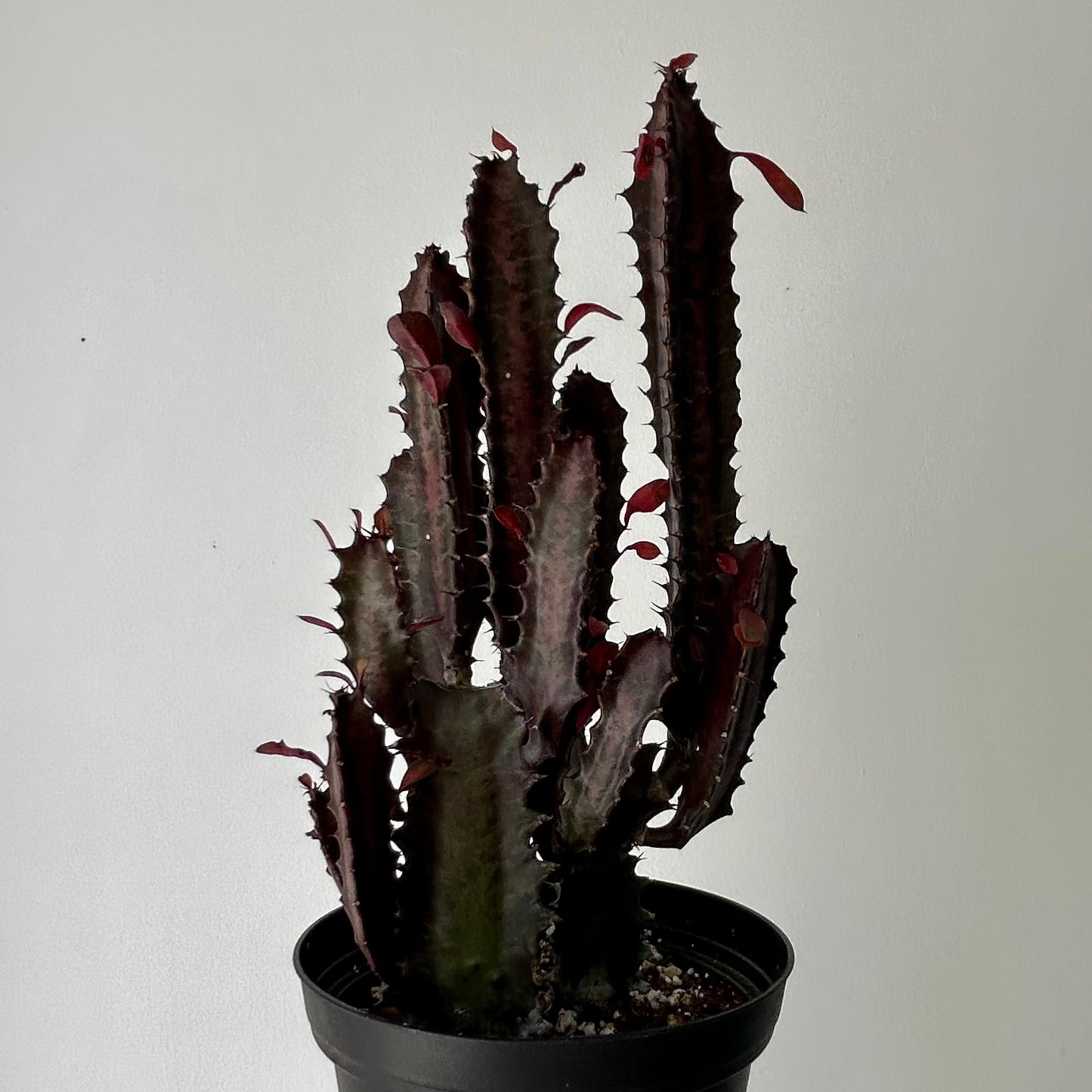 Euphorbia trigona ‘Rubra’ (three stalks) 5”pot
