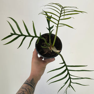 Philodendron Tortum 4”pot