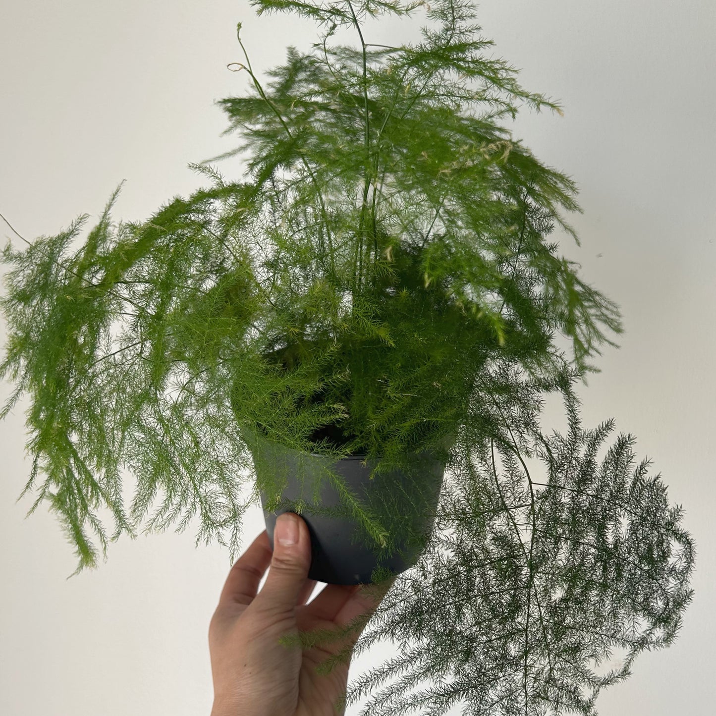 Common Asparagus Fern Plumosa 5” pot