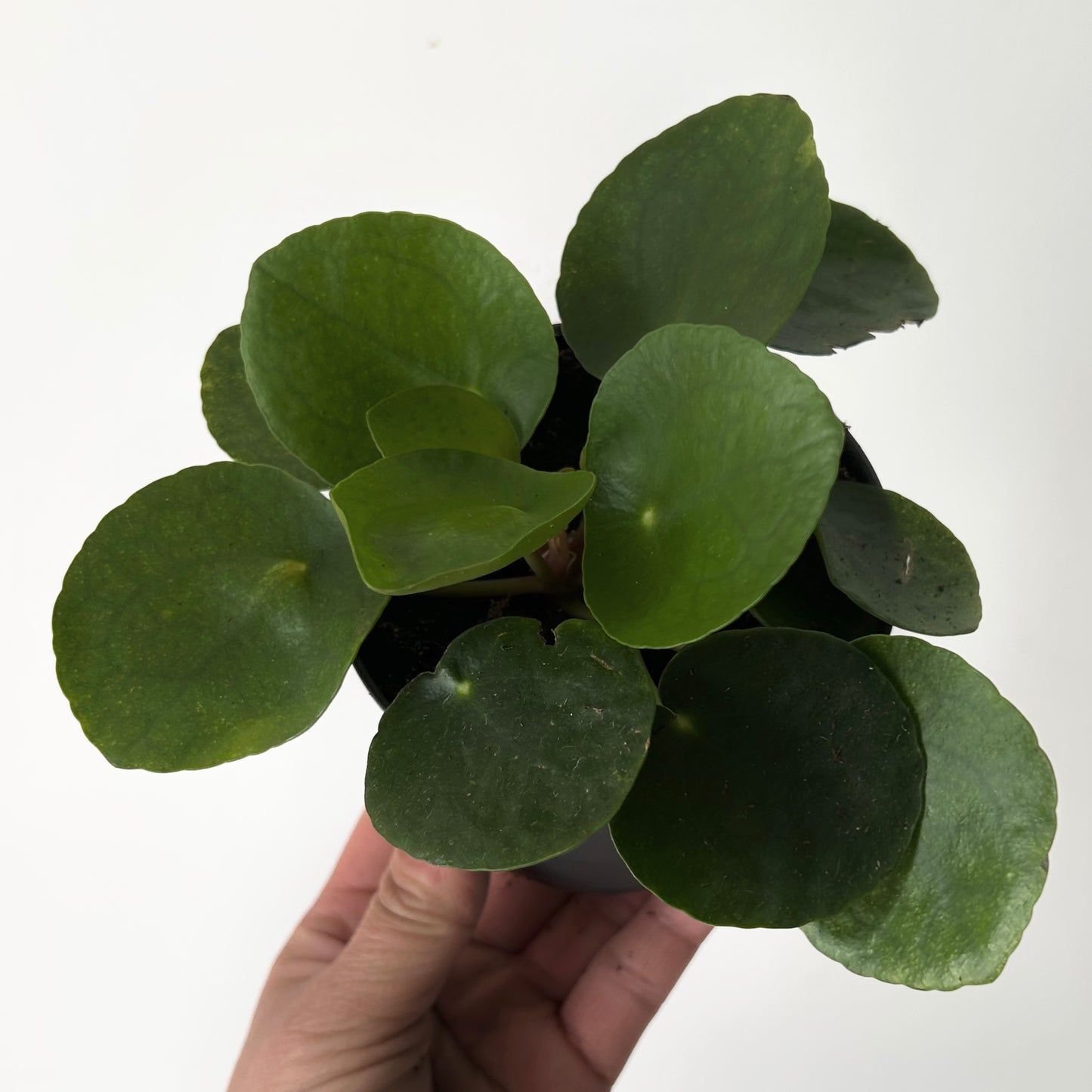 Chinese Money Plant (Pilea Peperomioides) 3.5”pot
