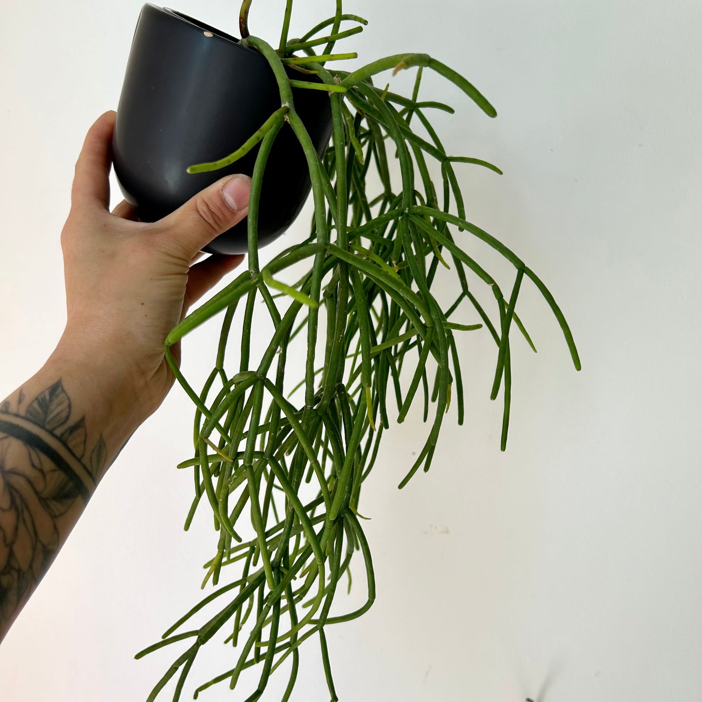 Rhipsalis baccifera 3.5” pot