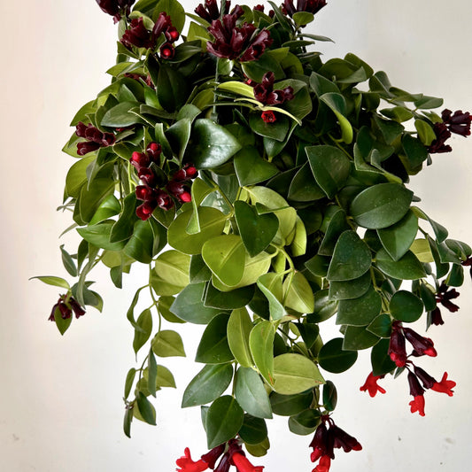 Mona Lisa Lipstick Plant (Aeschynanthus) 8" hanging basket