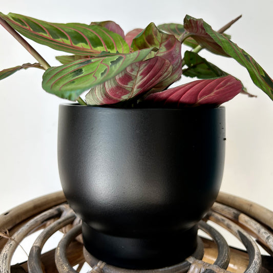 DARIA raised decorative pot (available in two sizes) BLACK