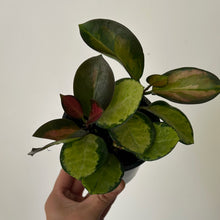 Load image into Gallery viewer, Hoya Australis “Lisa” 3.5” pot
