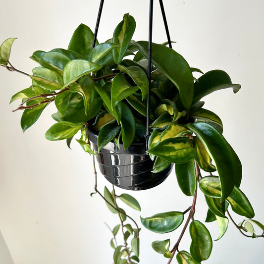 Hoya Tricolour “Krimson Princess” 6” hanging basket