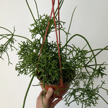 Load image into Gallery viewer, Rhipsalis cereuscula 6”hanging basket
