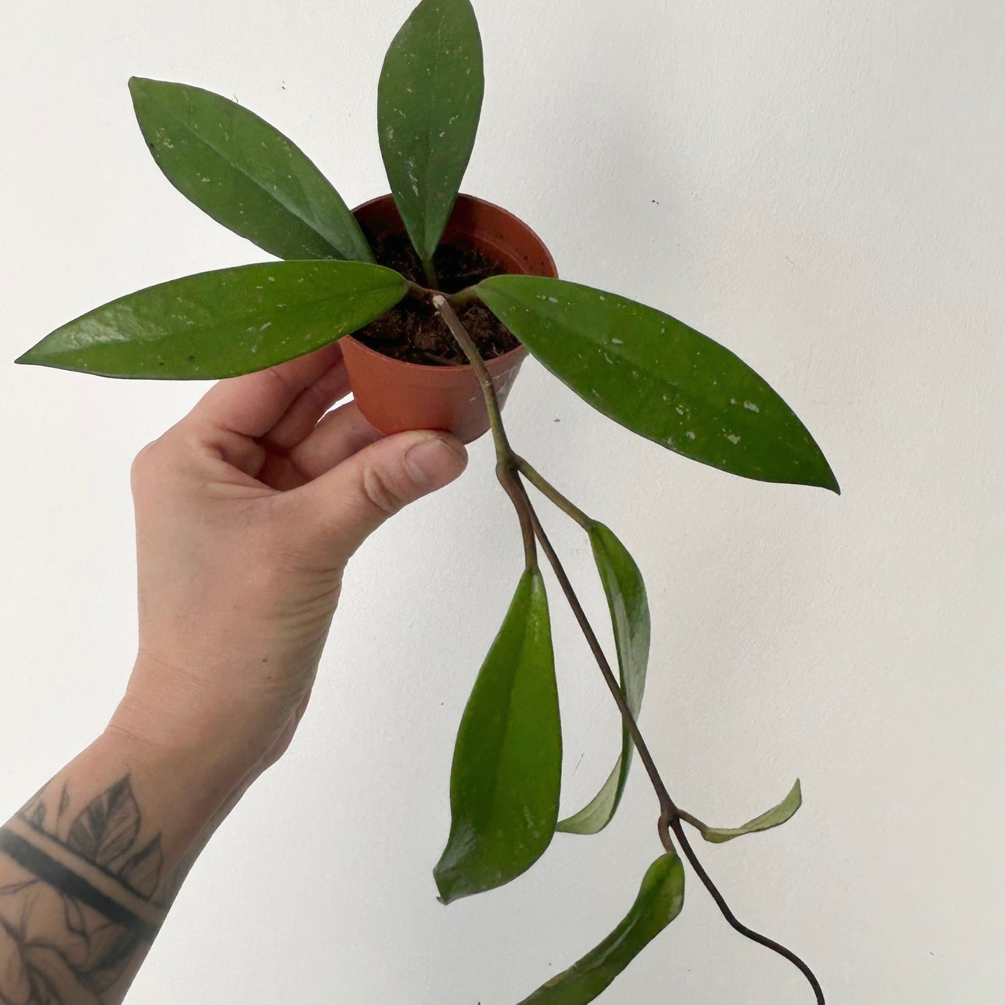 Hoya Pubicalyx 2.5”pot