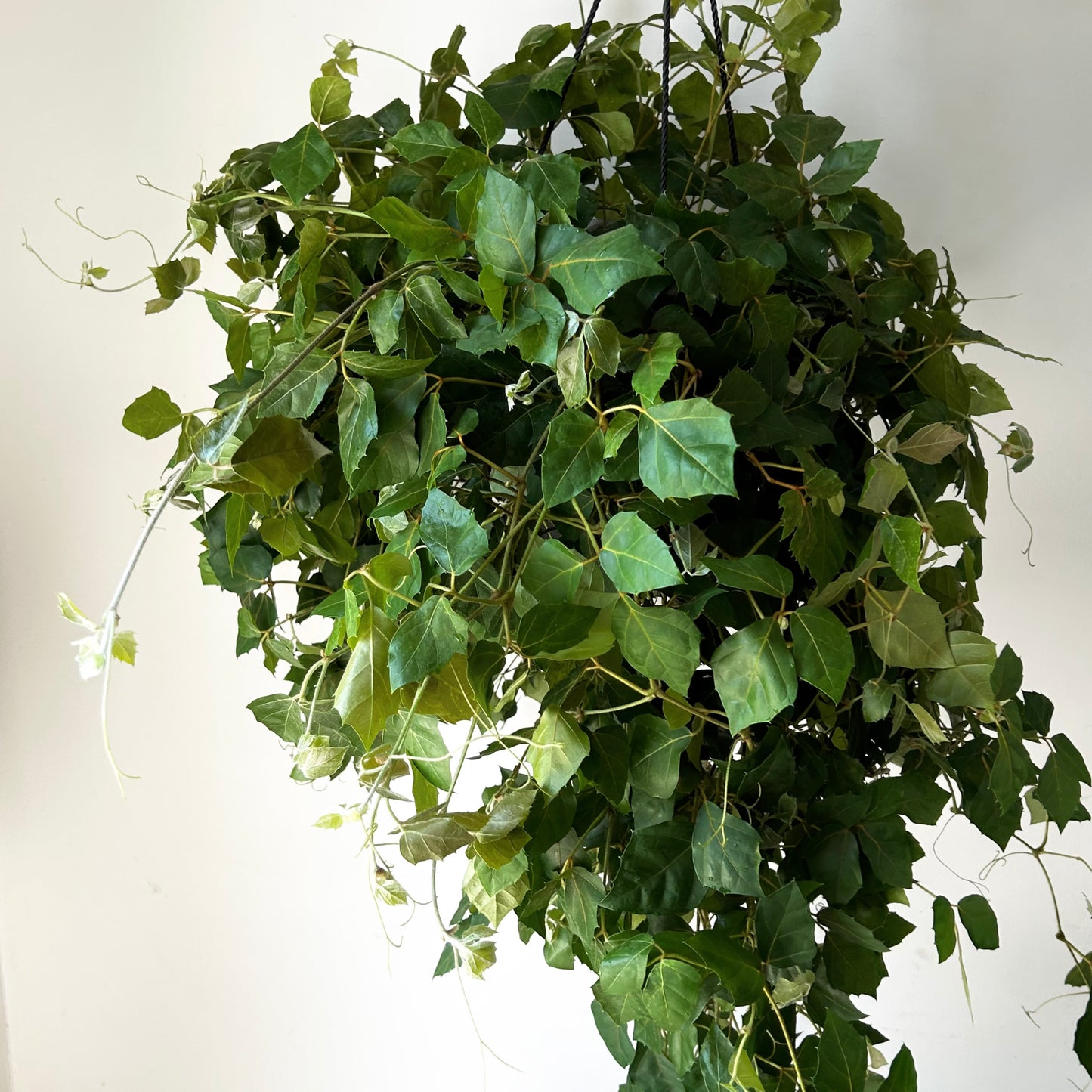 Grape Ivy (Cissus Rhombifolia) 10" Hanging Basket