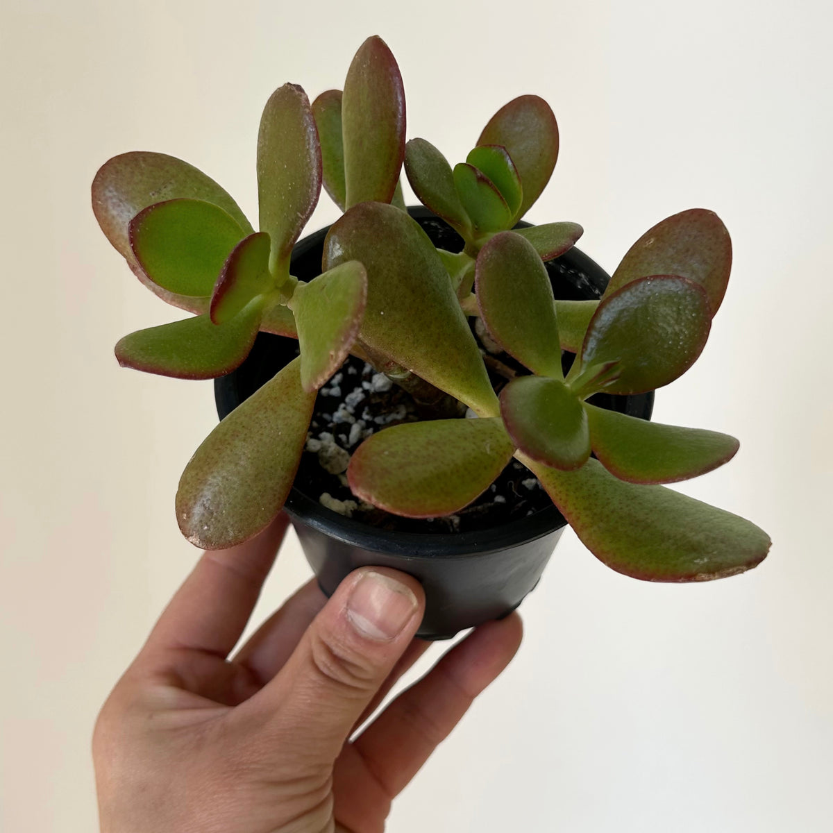 Jade Succulent Ovata “Sunset” 3.5” pot – House of Plants