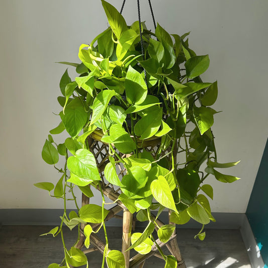 Neon Pothos 8” hanging basket