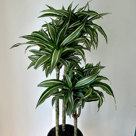 Dracaena warneckii Cane “White Bird”approximately 4ft tall in 8”pot