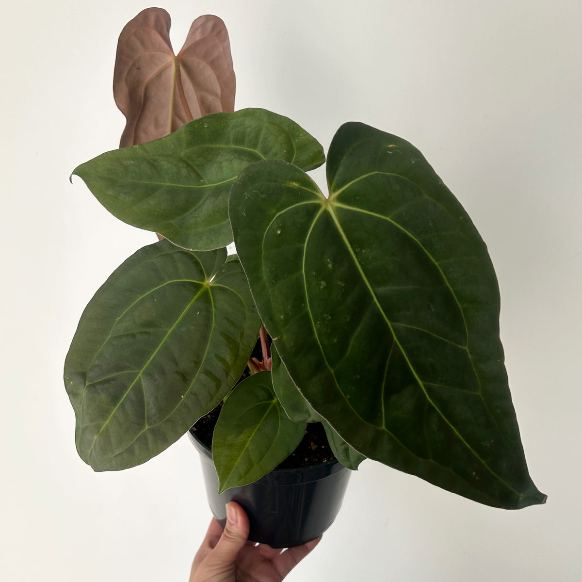 Anthurium magnificum 6” pot