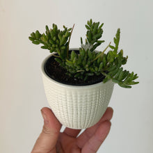 Load image into Gallery viewer, Clumpy mistletoe cactus in decorative ceramic pot 2.5” pot
