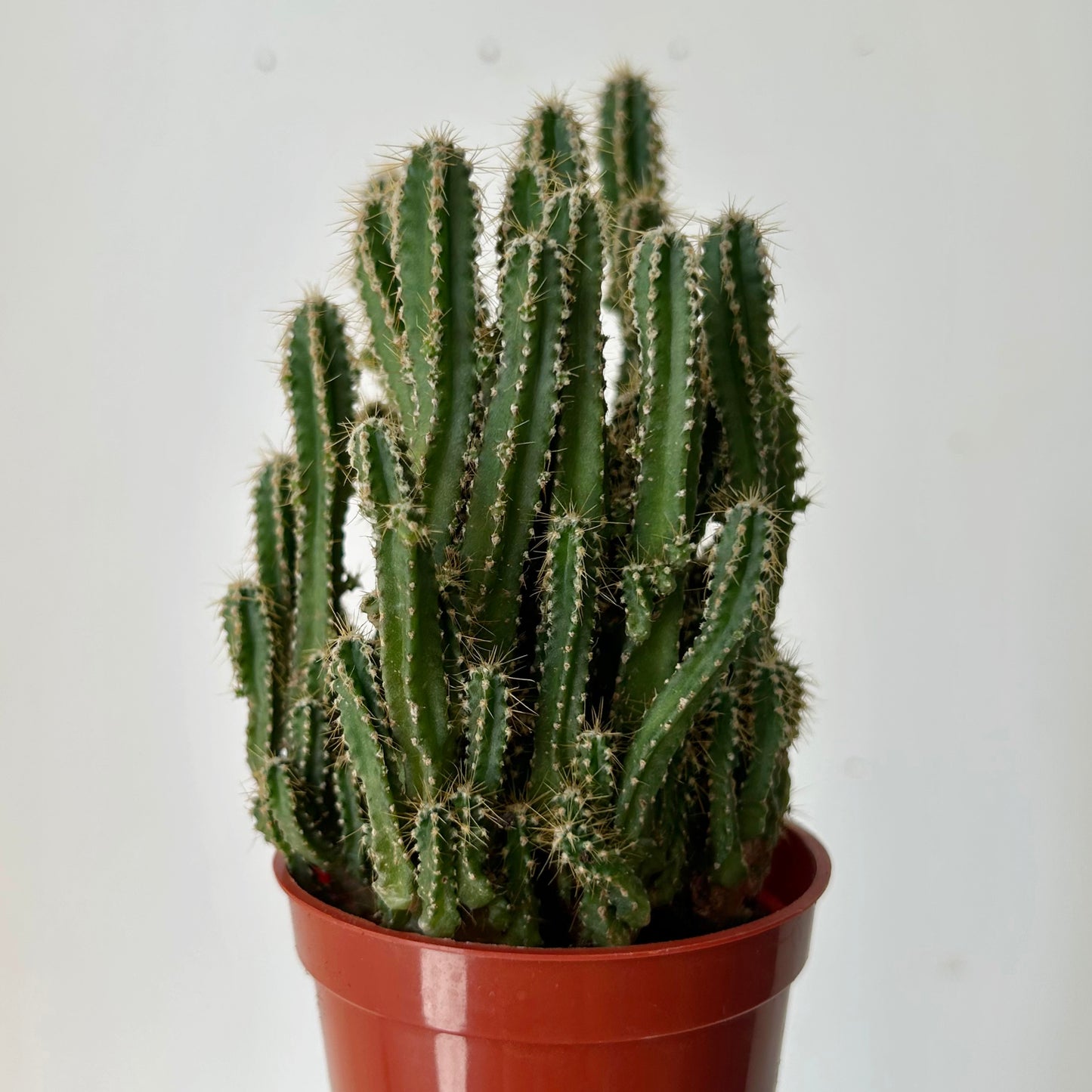 Fairy Castle Cactus (Acanthocereus Tetragonus), 2.75”Pot