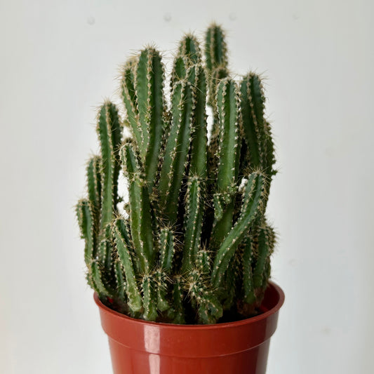 Fairy Castle Cactus (Acanthocereus Tetragonus), 2.75”Pot