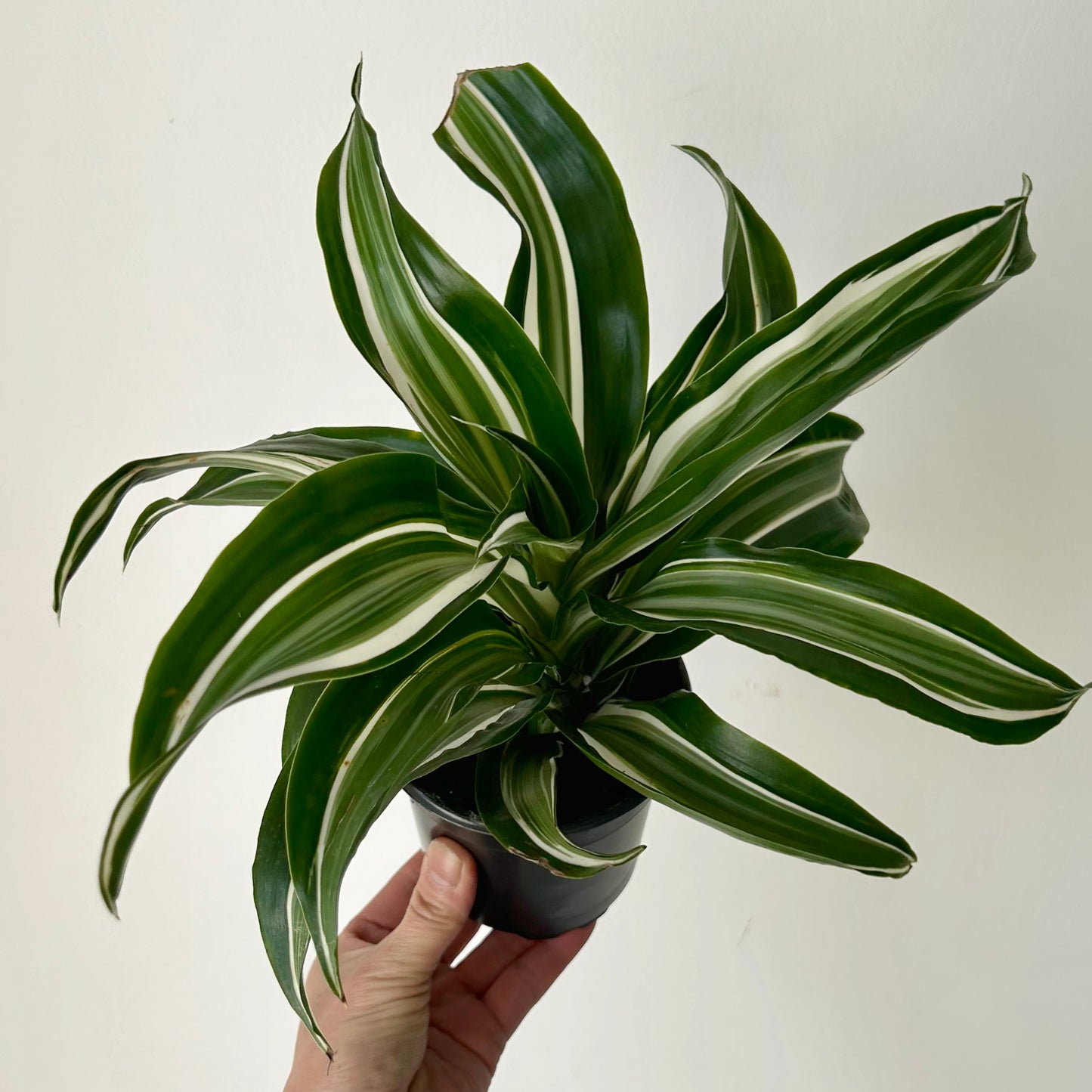Dracaena “White Jewel” 4” pot