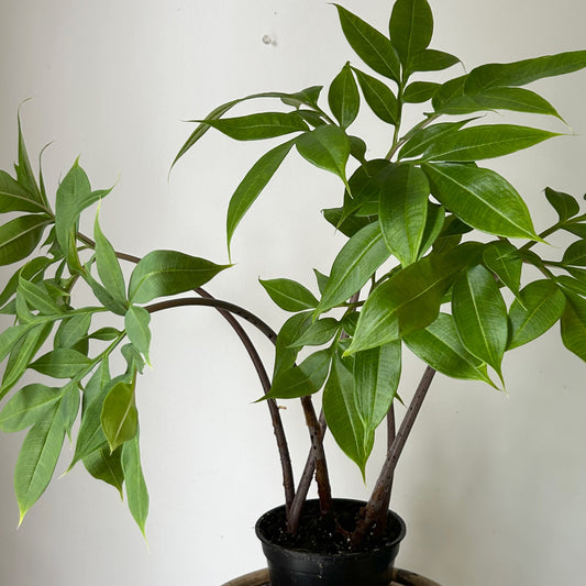 Voodoo Lily (Amorphophallus bulbifer) 6” pot