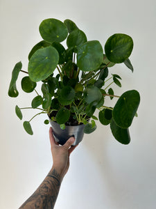 Peperomioides (Chinese Money Plant) 6” pot