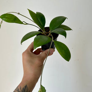 Hoya Mindorensis 2.75”pot