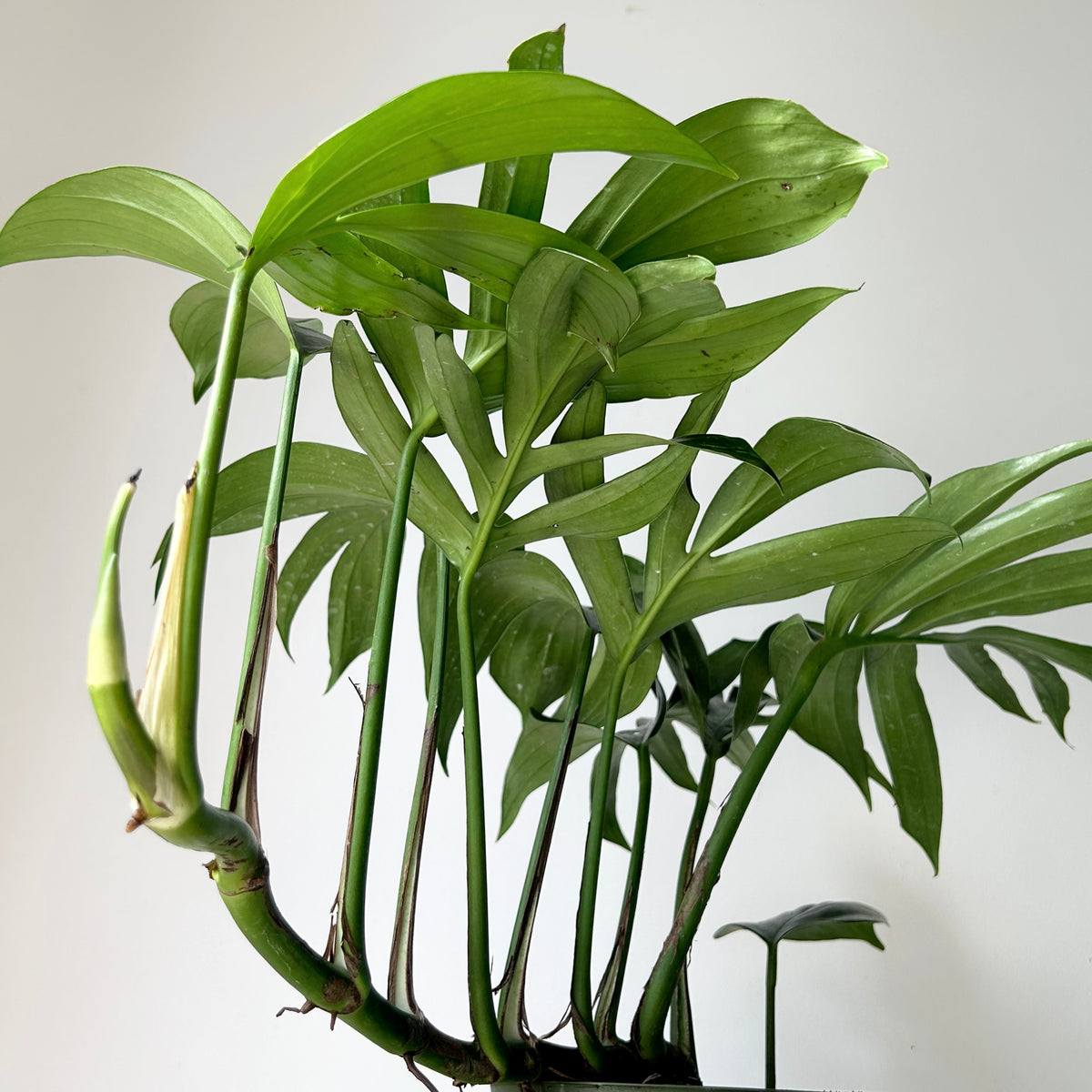 Variegated Dragon Tail (Rhaphidophora decursiva Variegata