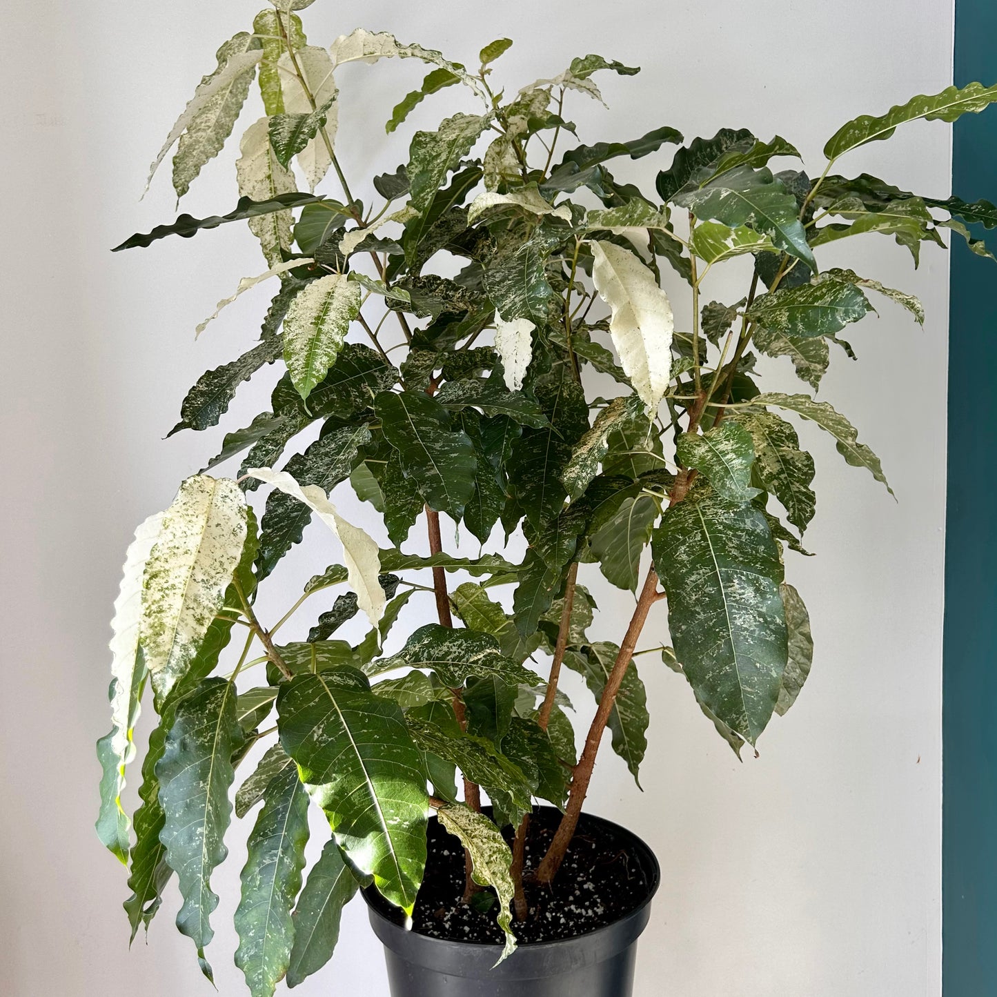 Variegated Clown Fig Column (Ficus aspera) 4ft tall 10”pot
