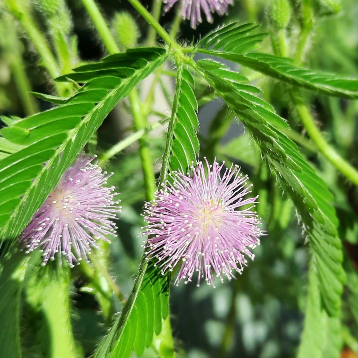 Sensitive Plant (Mimosa Pudica) 4”pot