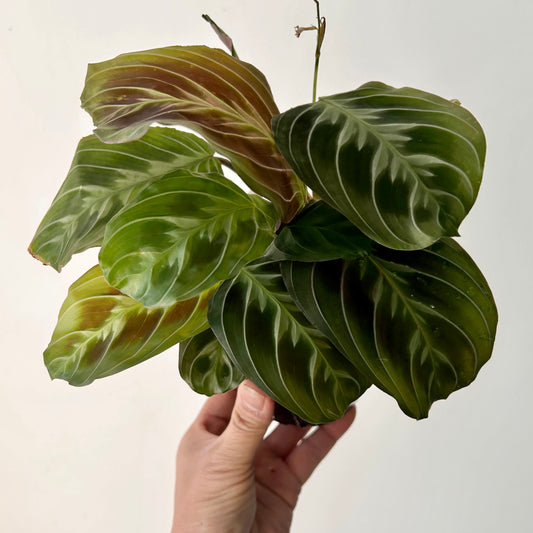 Maranta"Cat’s Moustache" 4”pot