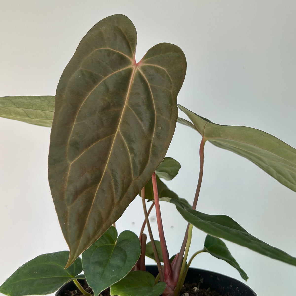 Anthurium magnificum 6” pot