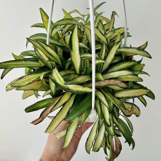 Hoya Wayetii Variegata 6” hanging basket