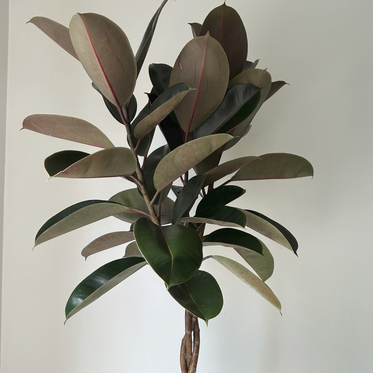 Burgundy Rubber Fig Tree (Ficus Elastica) braided stem approximately 4ft tall in 10” pot
