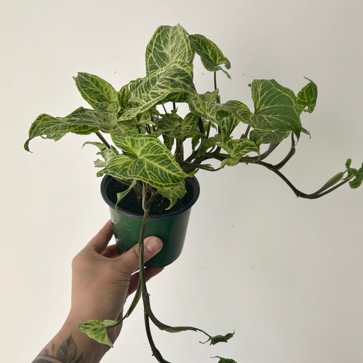 Syngonium Batik  4” pot