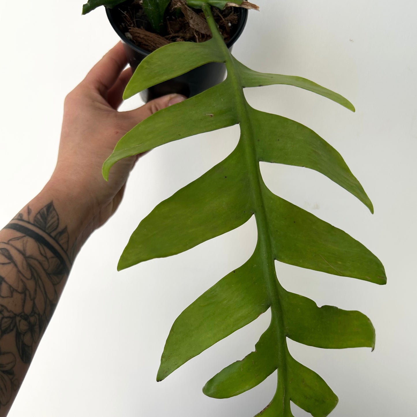 Fernleaf Cactus (Selenicereus chrysocardium) 3.5”pot