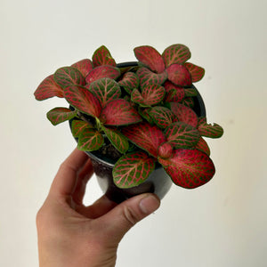 Nerve Plant "Red Cloud" (Fittonia) 3.5”pot