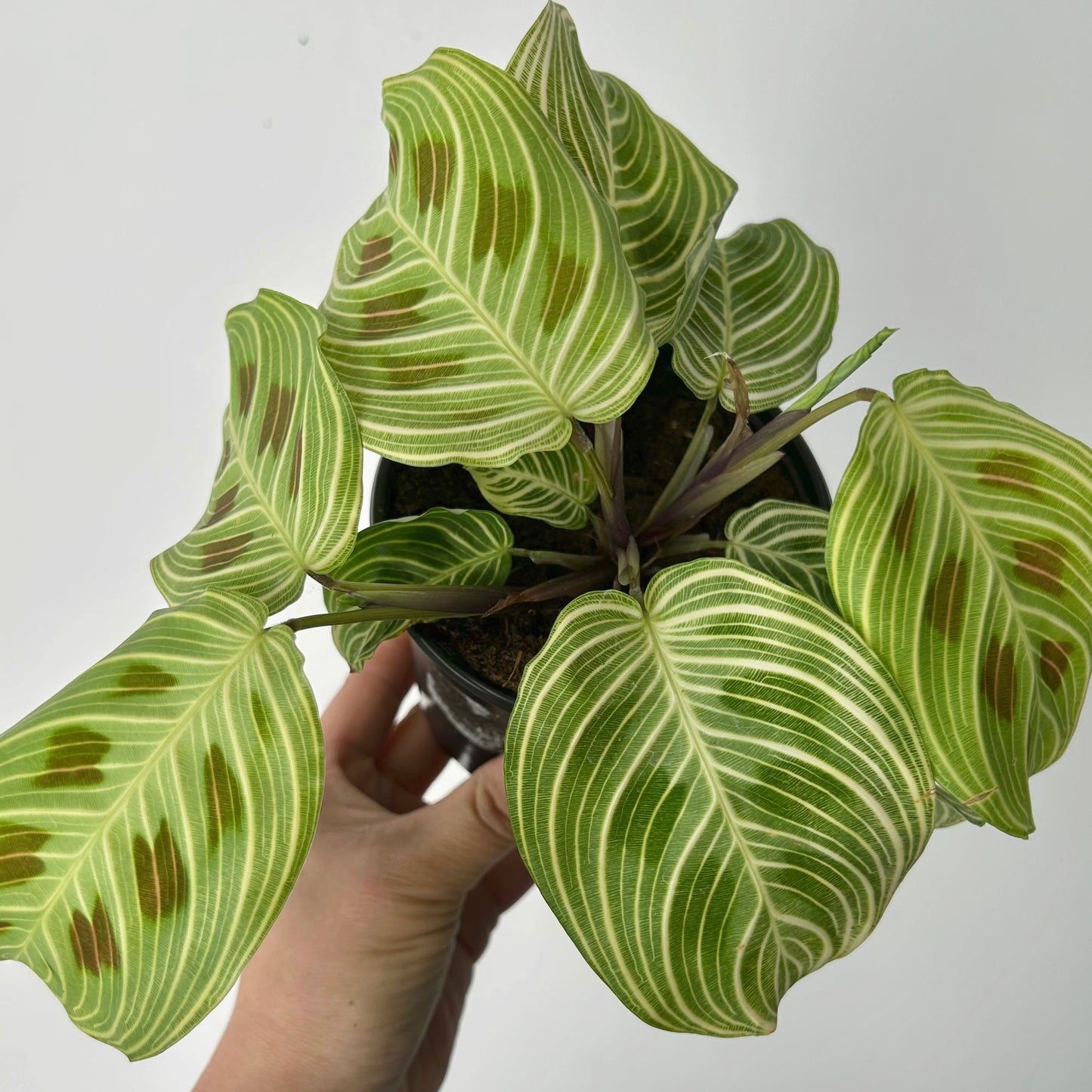 Gold Lines Prayer Plant (Maranta) 3.5” pot